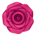 Pink rose on a white background