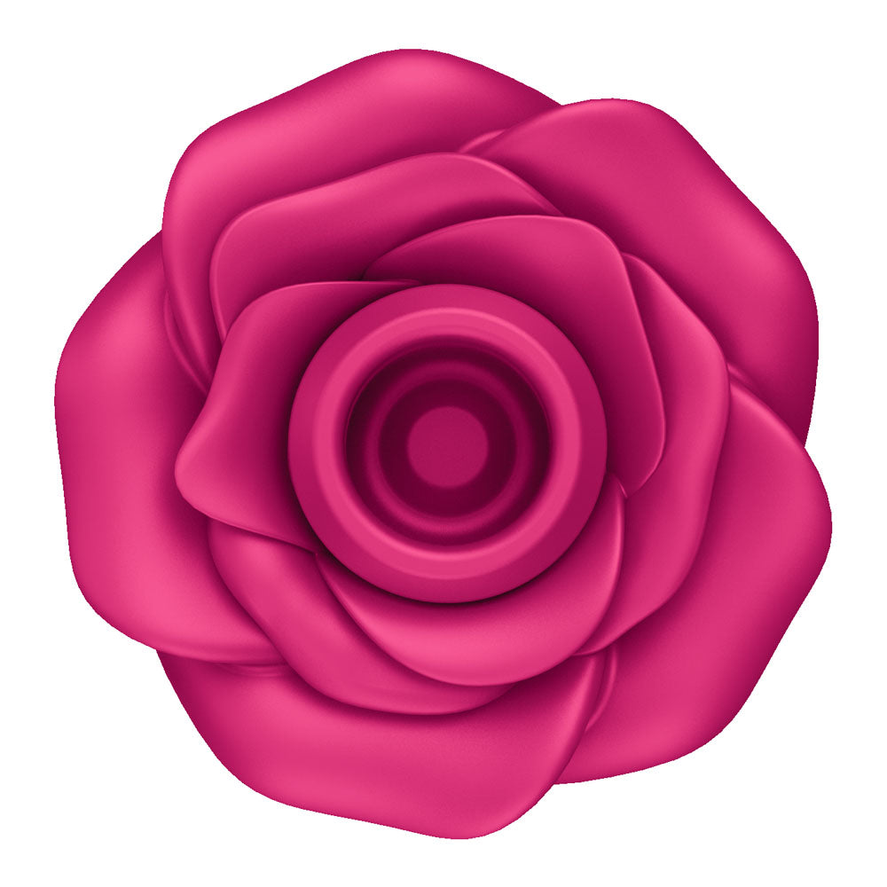 Pink rose on a white background